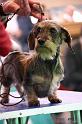 Crufts2011_2 1599